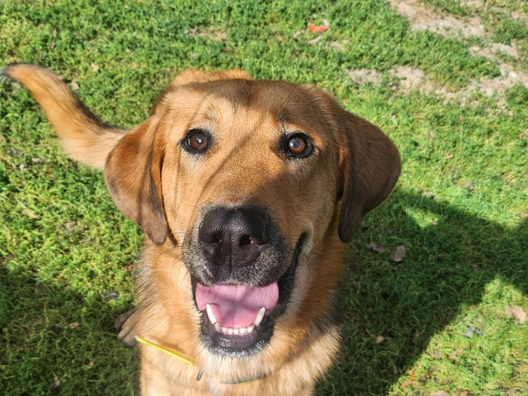 Einstein - Chien à adopter
