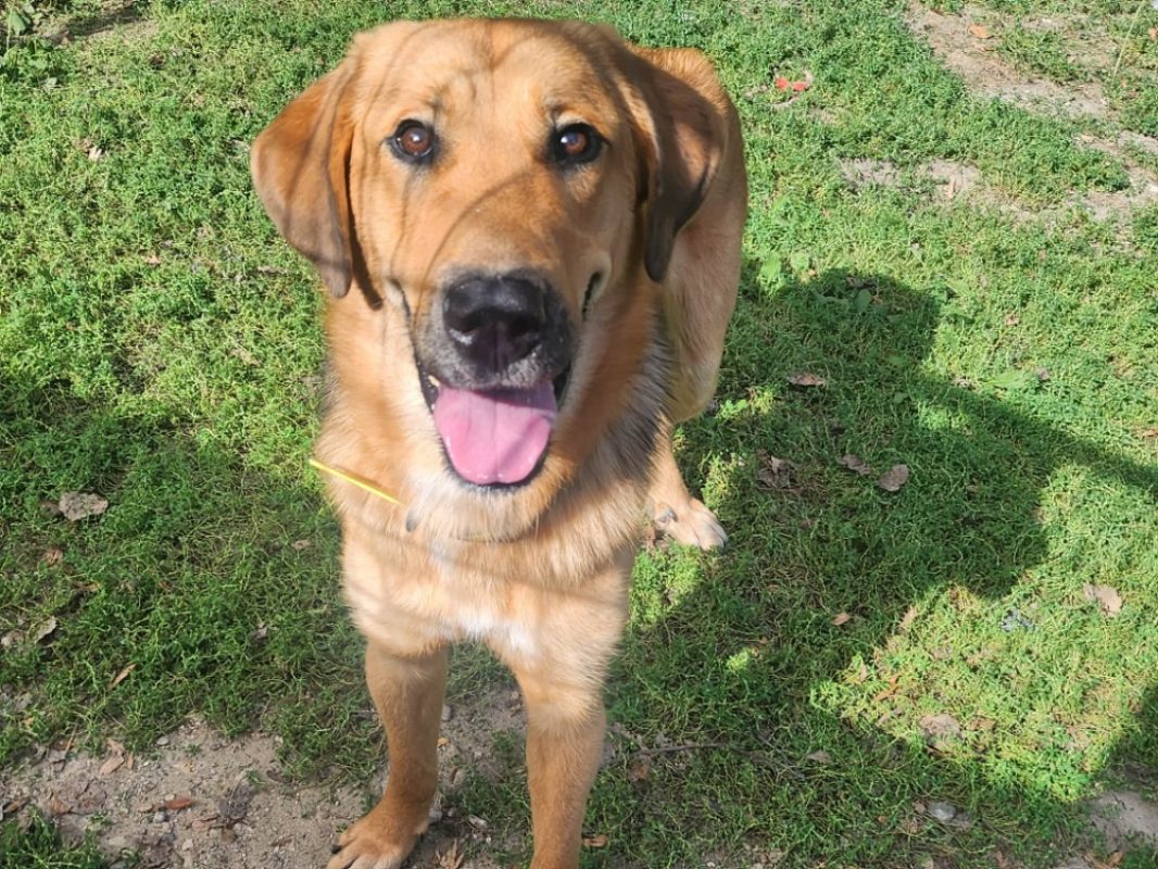 Einstein - Chien à adopter - photo 2