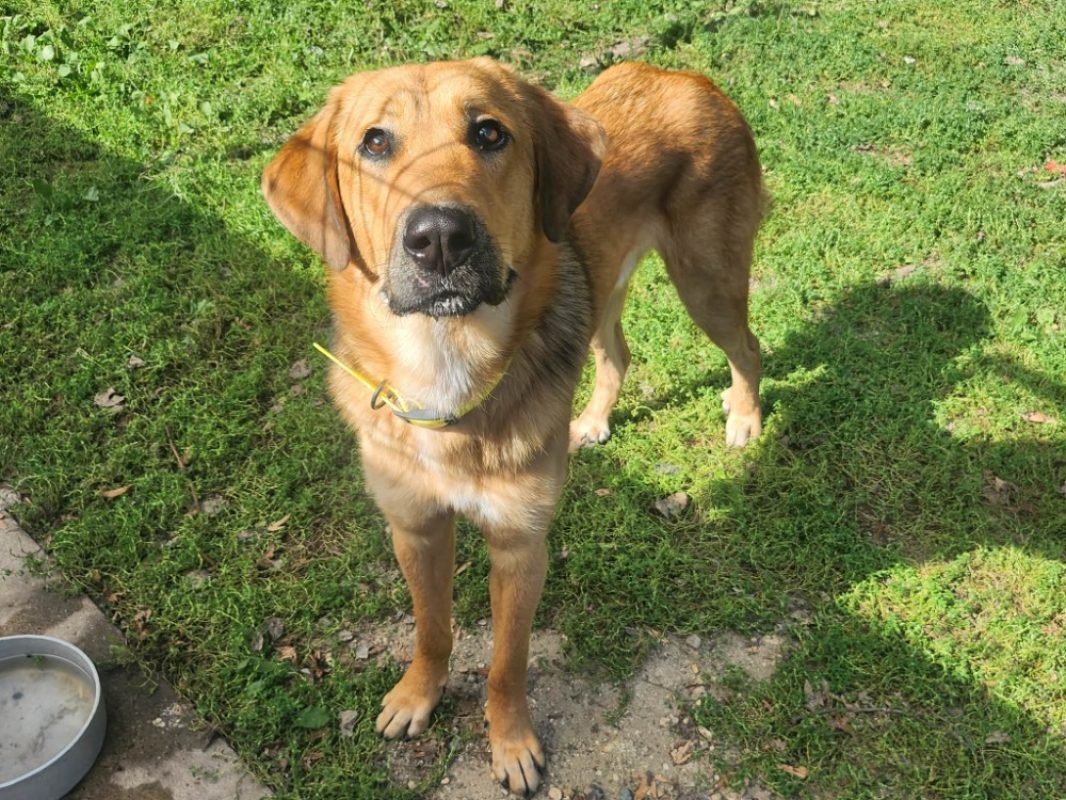 Einstein - Chien à adopter - photo 3