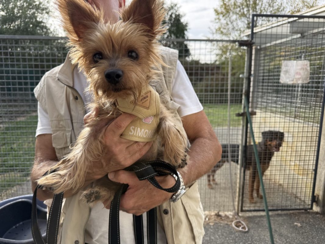 Mina - Chien Yorkshire Terrier à adopter