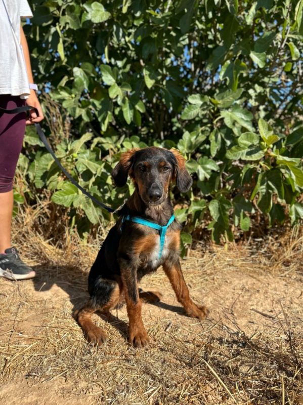 TARZAN - Chien à adopter - photo 2