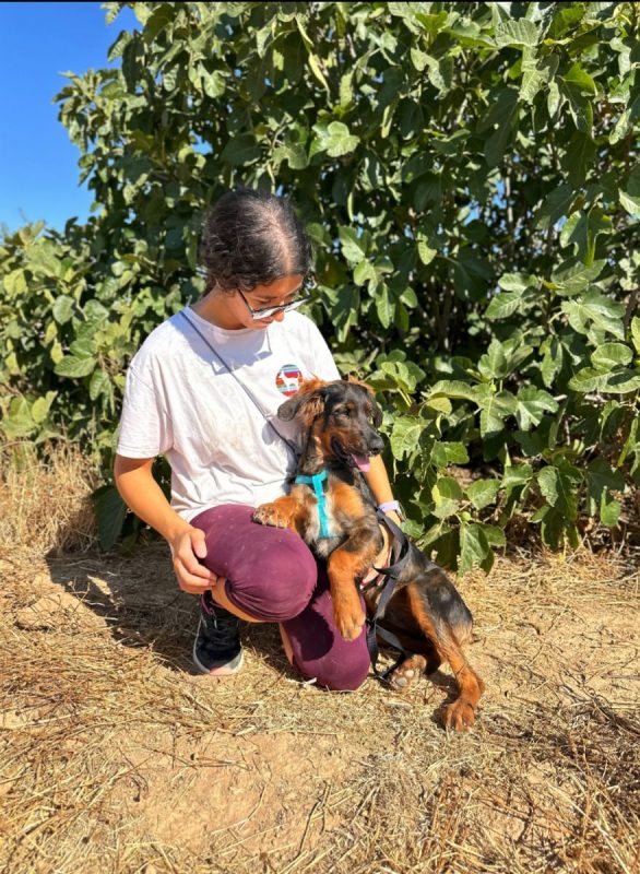 TARZAN - Chien à adopter - photo 3
