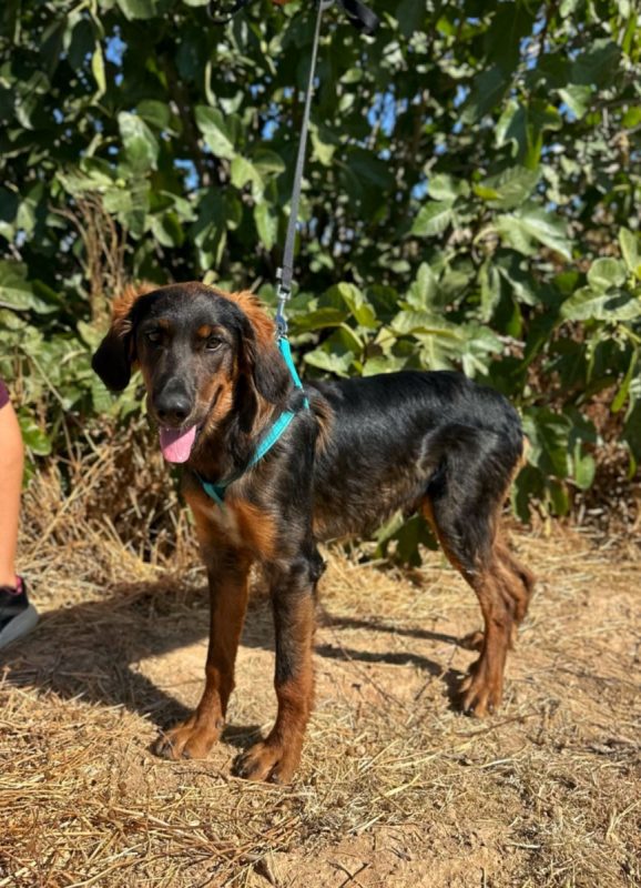 TARZAN - Chien à adopter