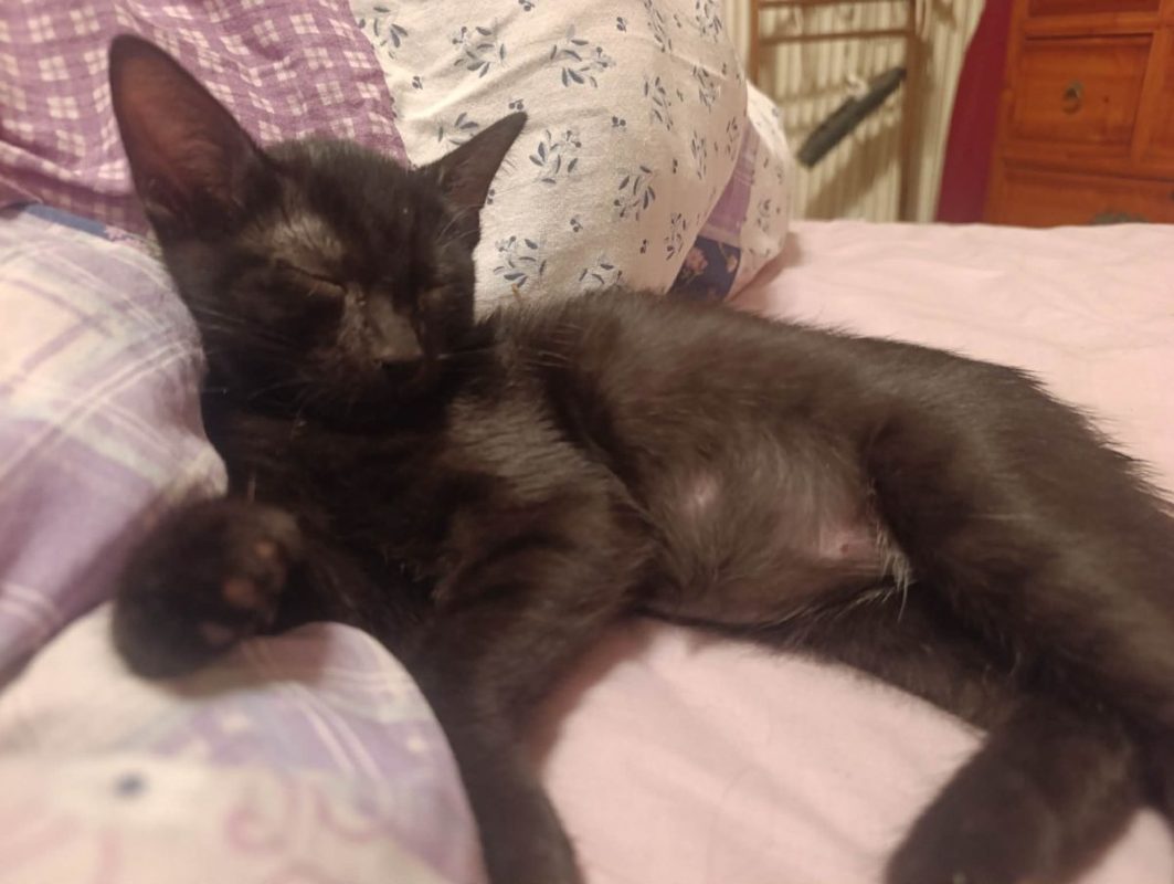 Rémus - Chat Européen à adopter - photo 2