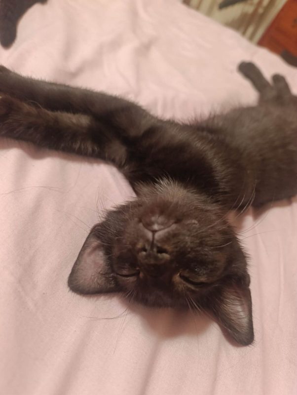 Rémus - Chat Européen à adopter
