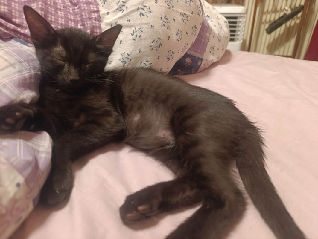 Rémus - Chat Européen à adopter - photo 5