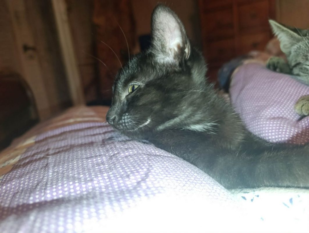 Rémus - Chat Européen à adopter - photo 4