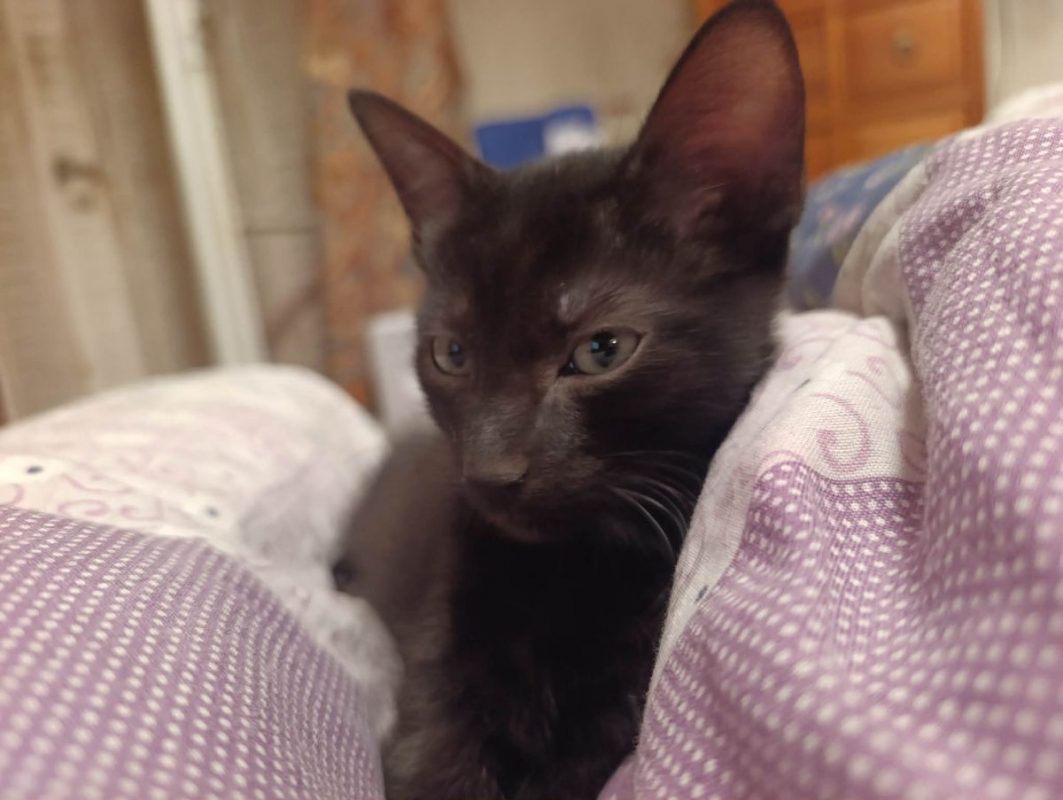 Rémus - Chat Européen à adopter - photo 3
