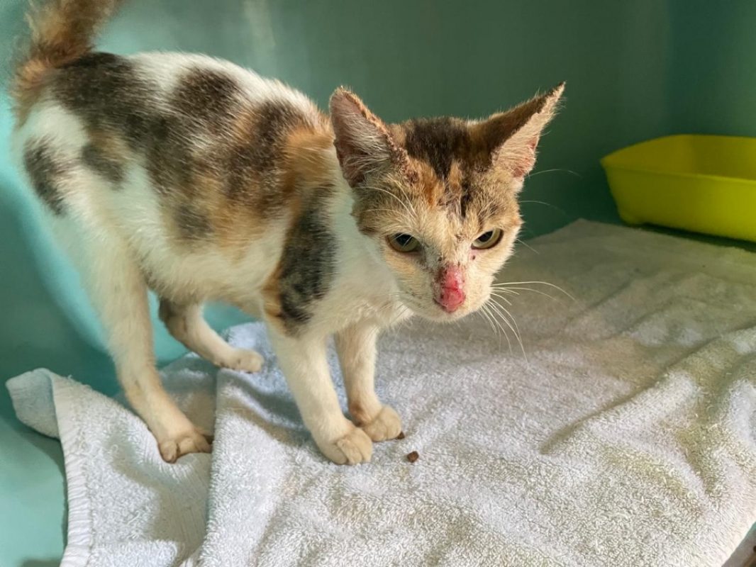 Manzel - Chat Européen à adopter