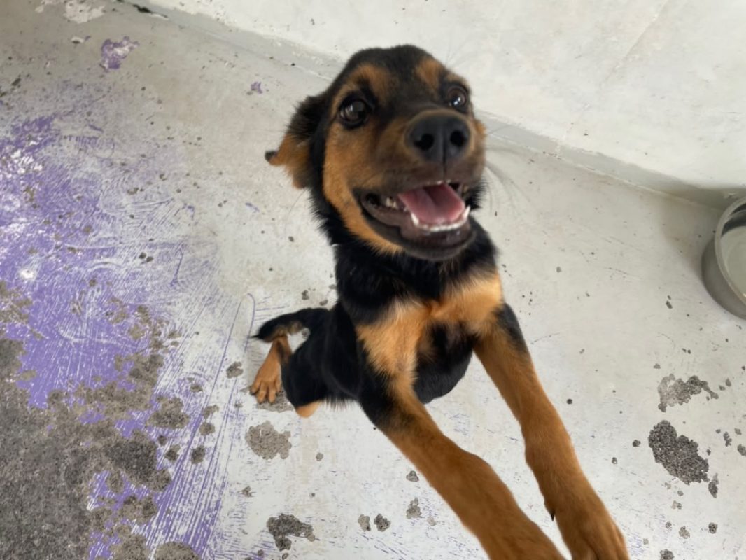 Hope - Chien à adopter