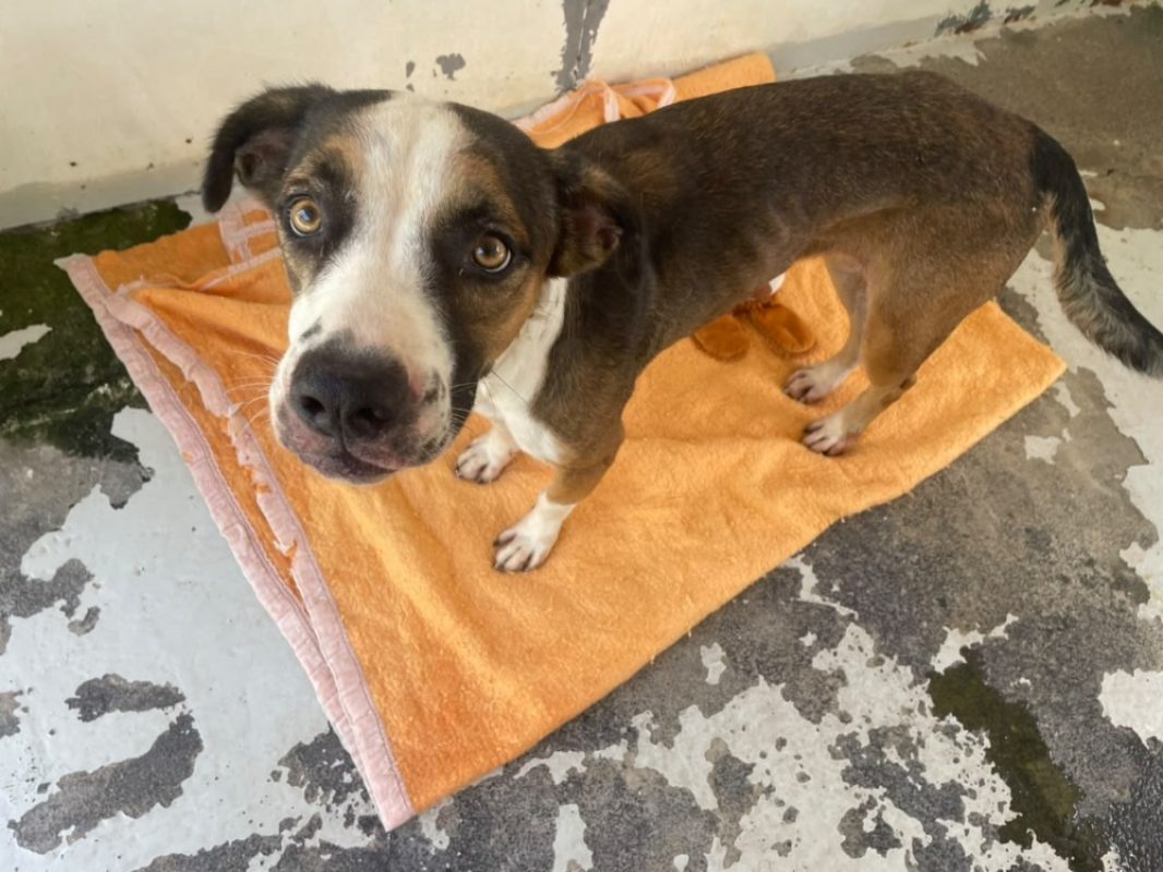 Becassine - Chien à adopter