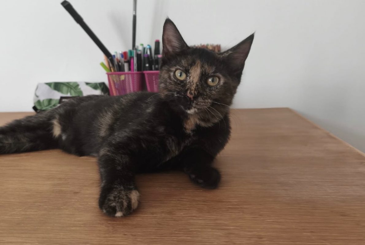 Roxane - Chat Européen à adopter