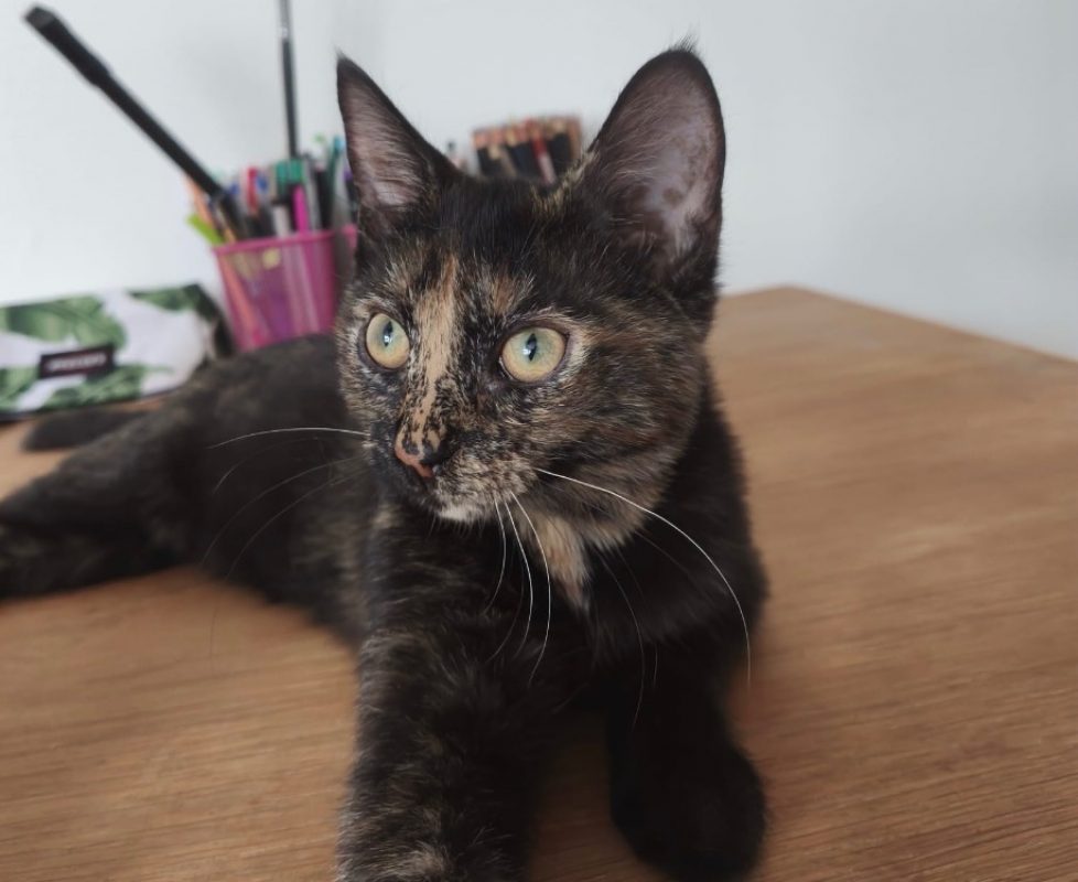 Roxane - Chat Européen à adopter - photo 2