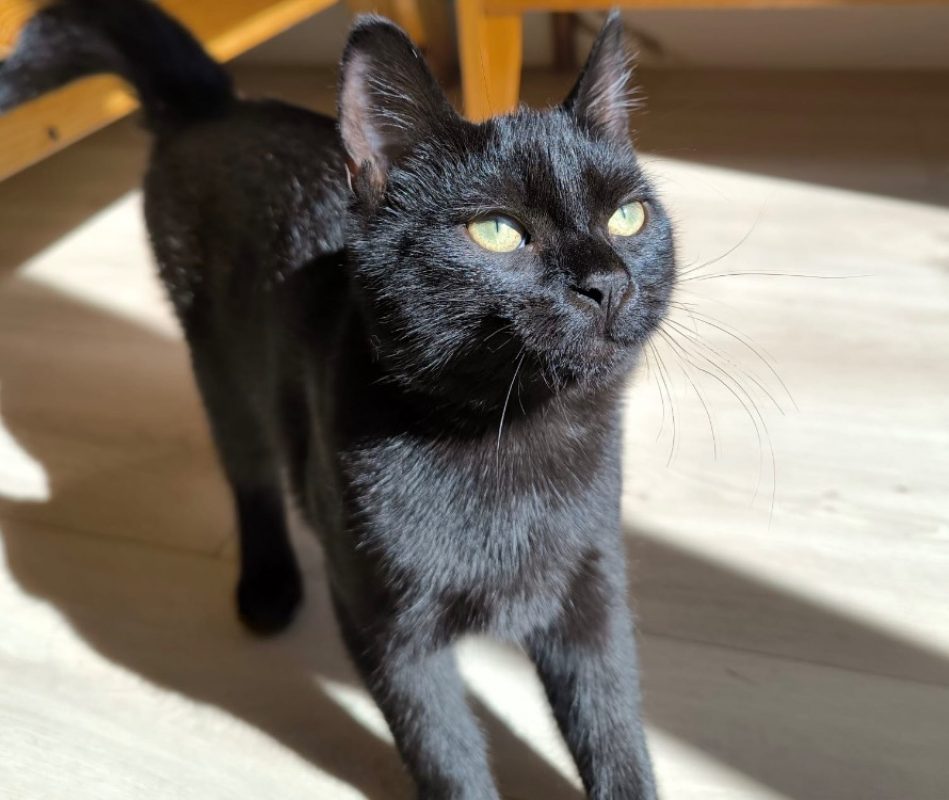 Bug - Chat Européen à adopter - photo 2