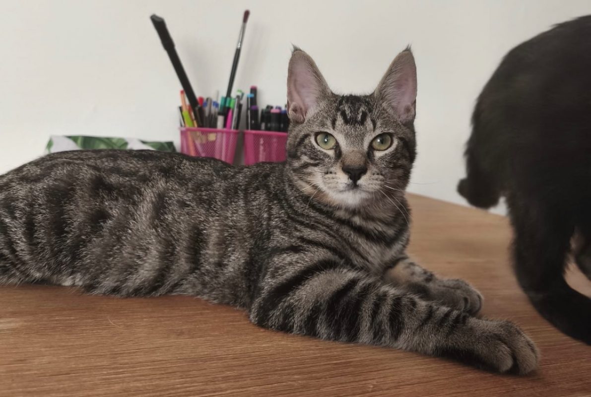 June - Chat Européen à adopter