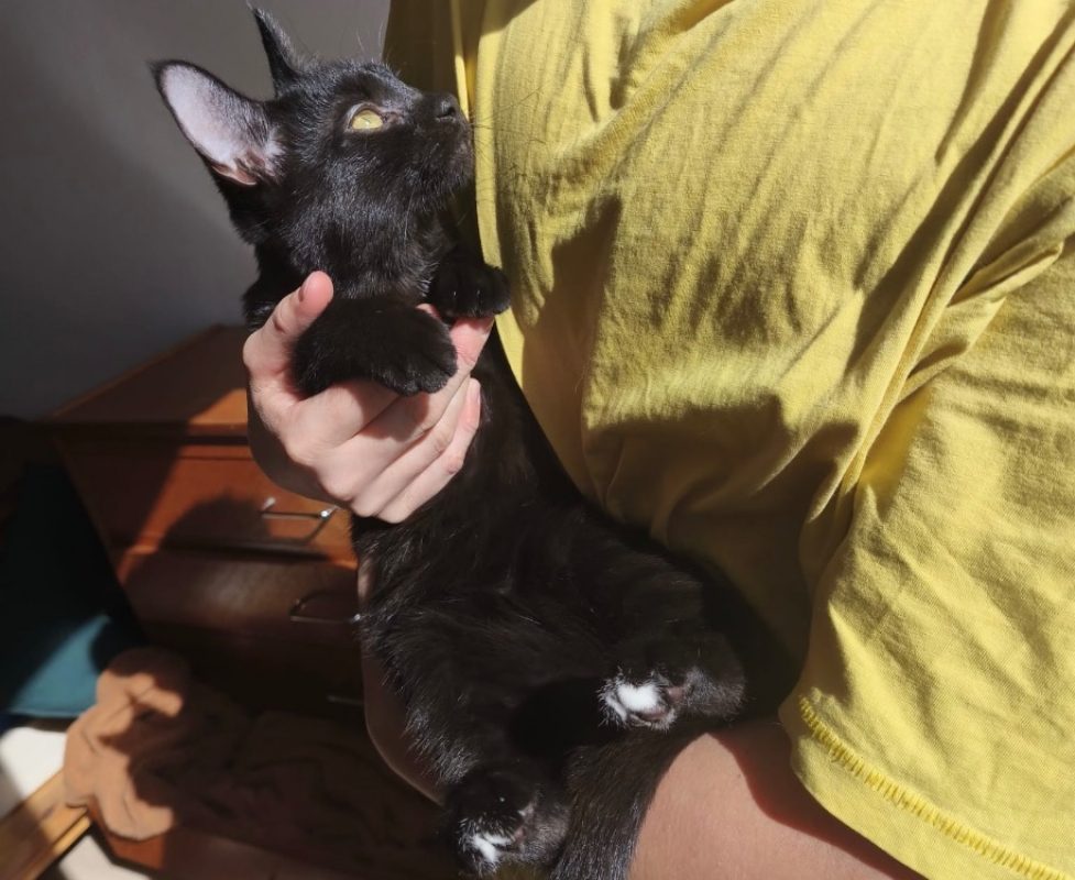 Billie - Chat Européen à adopter
