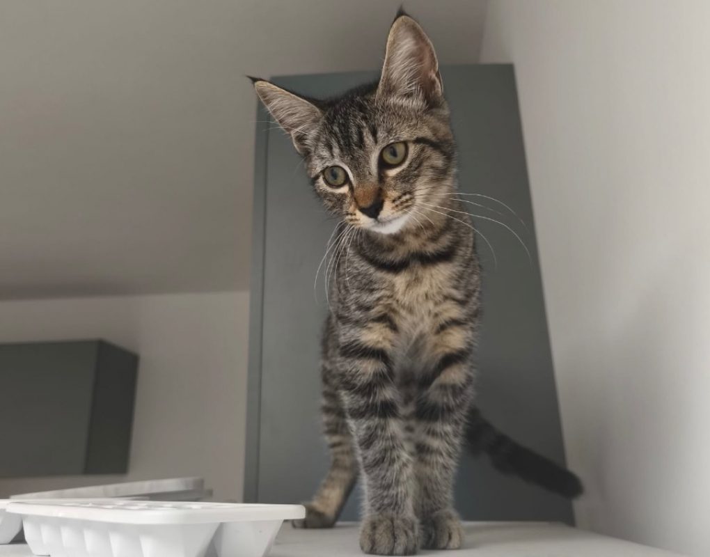 Mouche - Chat Européen à adopter