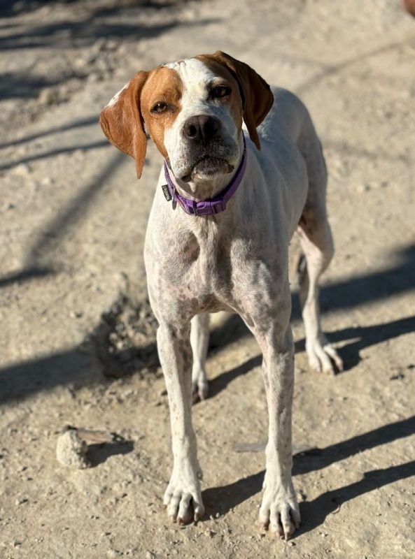 Ellie - Chien Pointer Anglais à adopter - photo 4