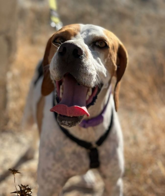 Ellie - Chien Pointer Anglais à adopter - photo 8