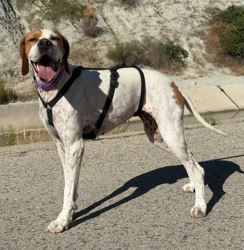 Ellie - Chien Pointer Anglais à adopter - photo 2