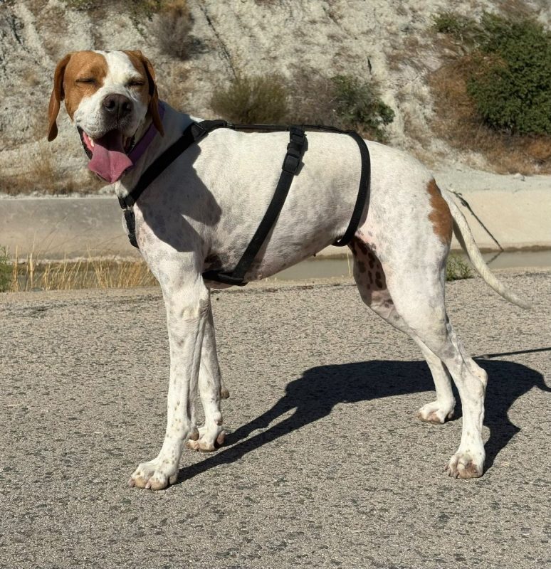Ellie - Chien Pointer Anglais à adopter - photo 7