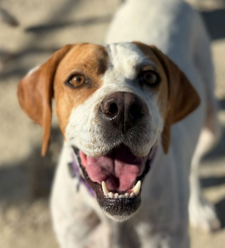 Ellie - Chien Pointer Anglais à adopter