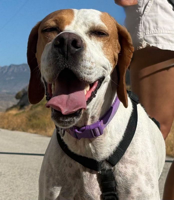Ellie - Chien Pointer Anglais à adopter - photo 5