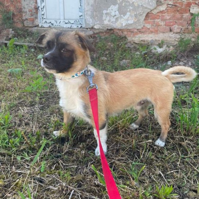 PEKI - Chien à adopter - photo 6