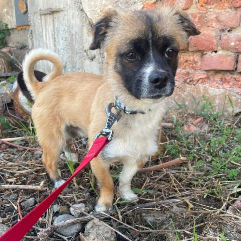 PEKI - Chien à adopter - photo 2