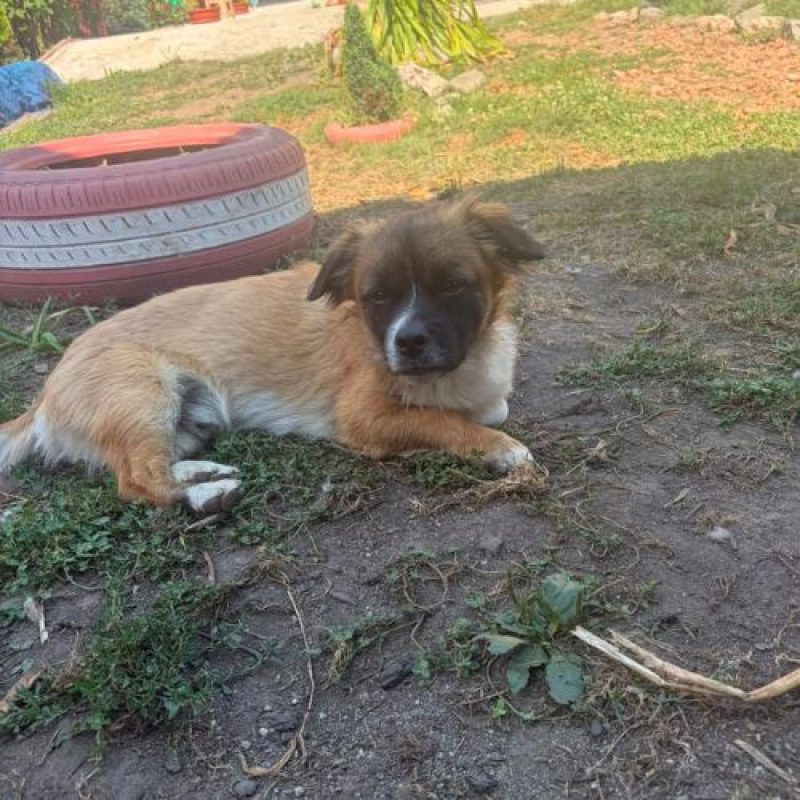 PEKI - Chien à adopter