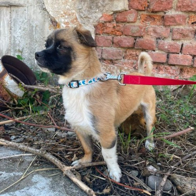 PEKI - Chien à adopter - photo 5