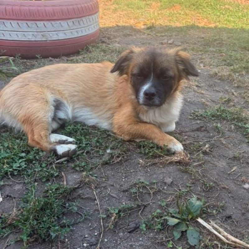 PEKI - Chien à adopter - photo 3