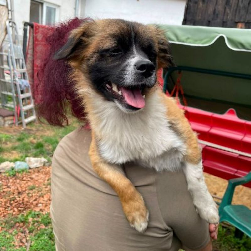 PEKI - Chien à adopter - photo 4