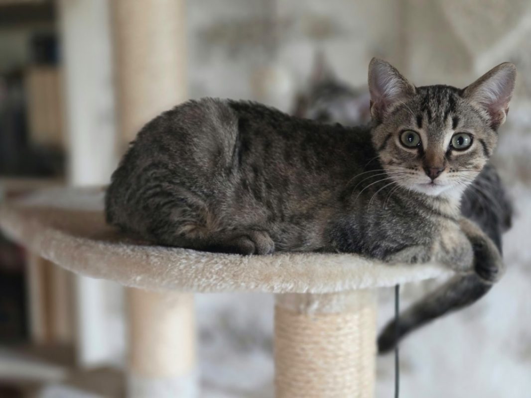 Pégase - Chat Européen à adopter