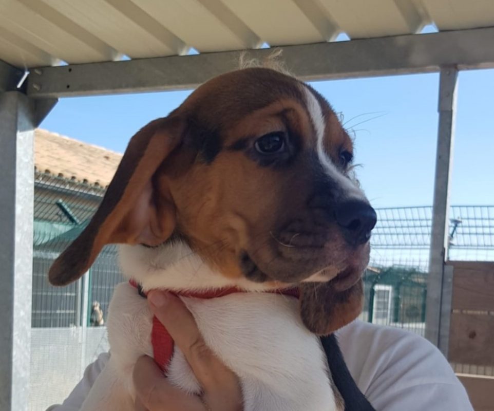 Bianca - Chien à adopter