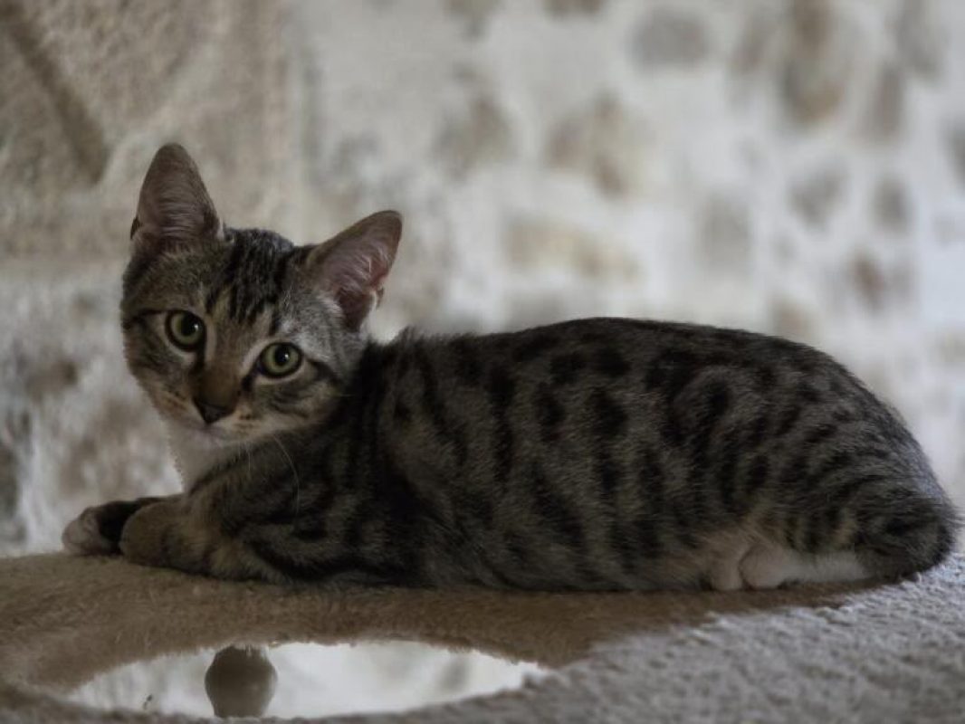 Gabinou - Chat Européen à adopter