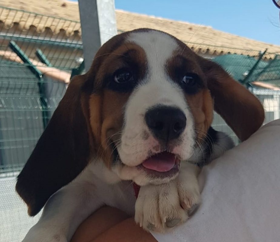Billy - Chien à adopter