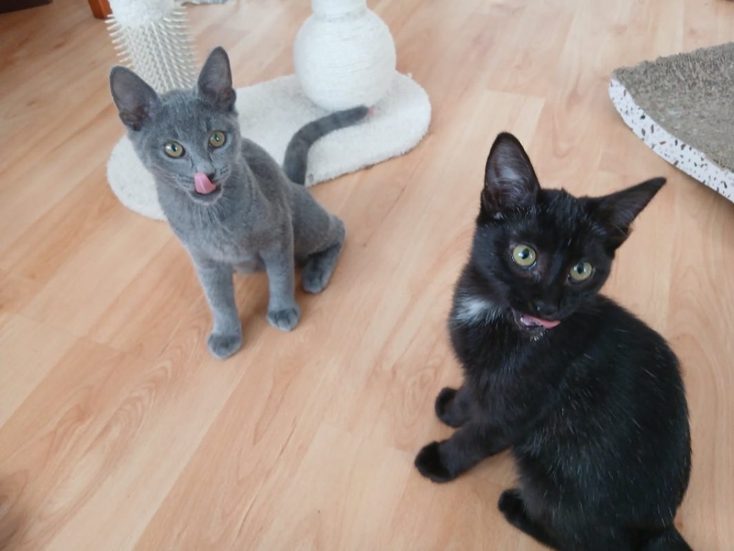 Oursine - Chat Européen à adopter