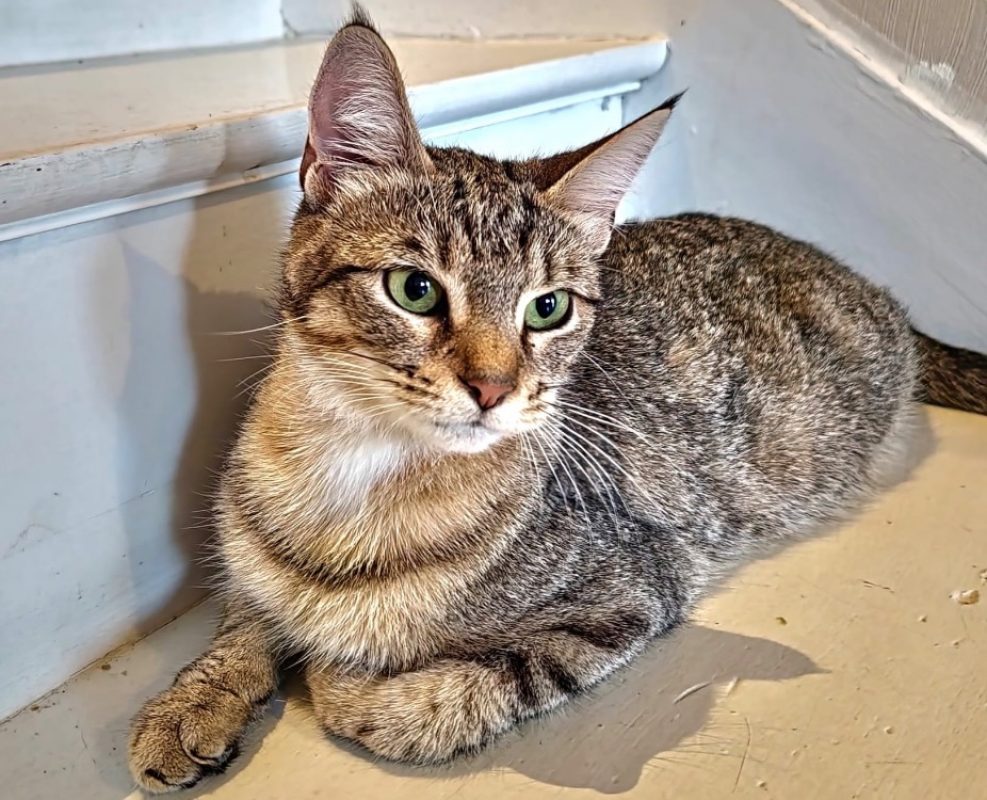 Mia - Chat Européen à adopter