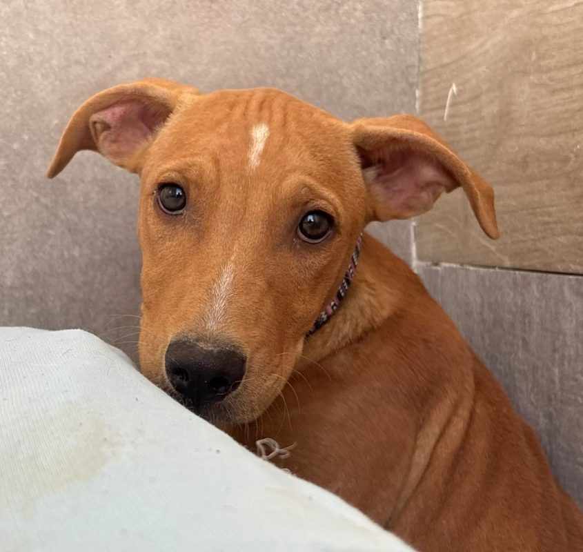 Amelia - Chien à adopter - photo 3