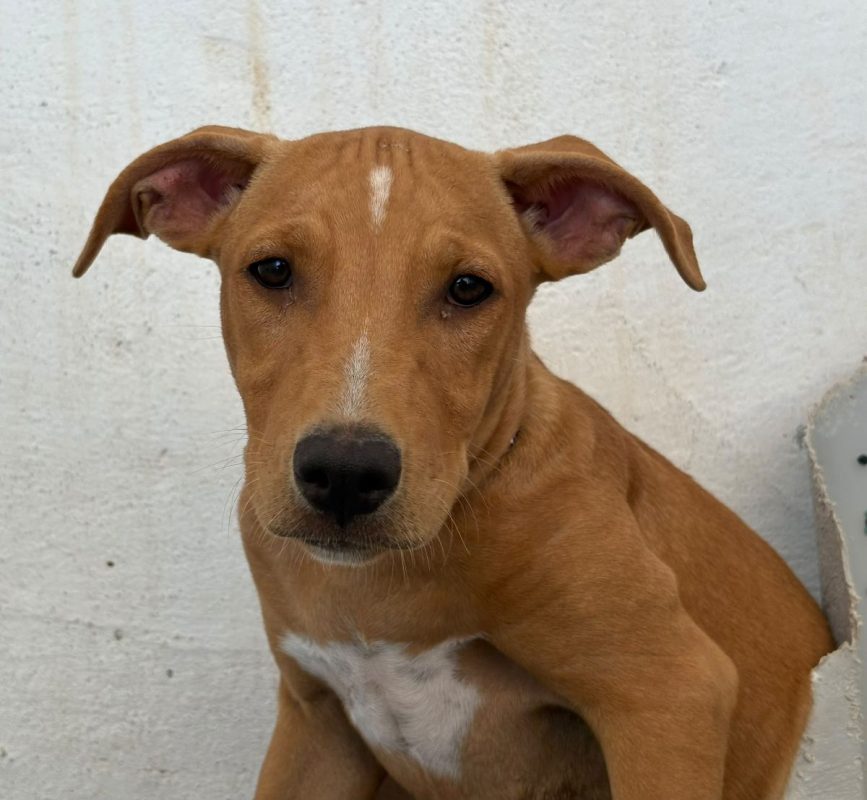 Amelia - Chien à adopter - photo 10
