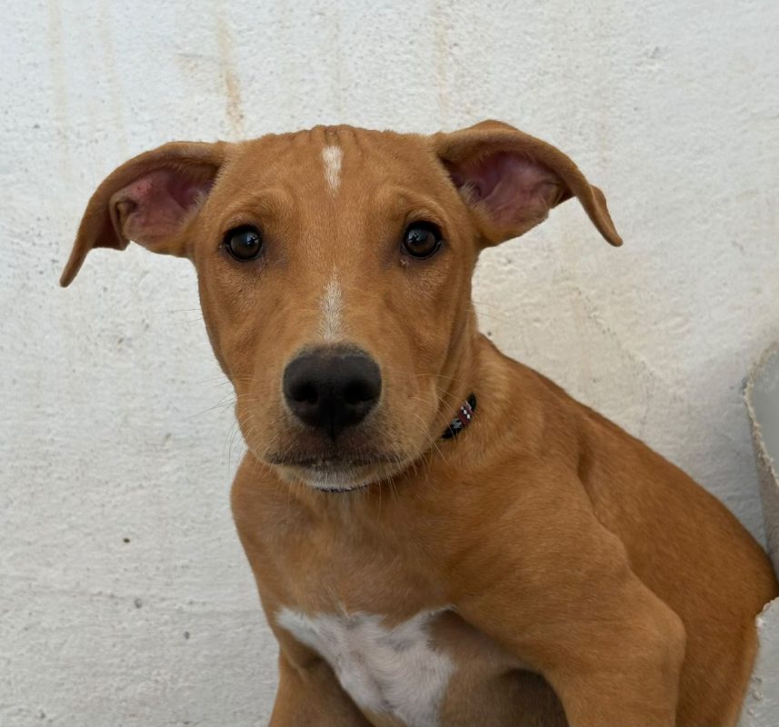 Amelia - Chien à adopter - photo 6
