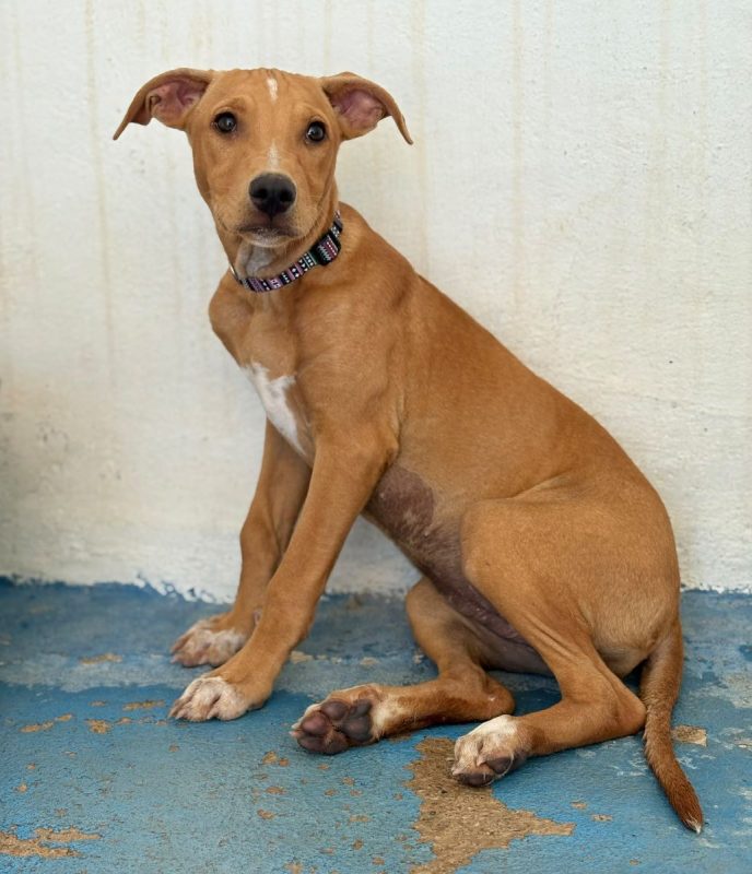 Amelia - Chien à adopter - photo 2