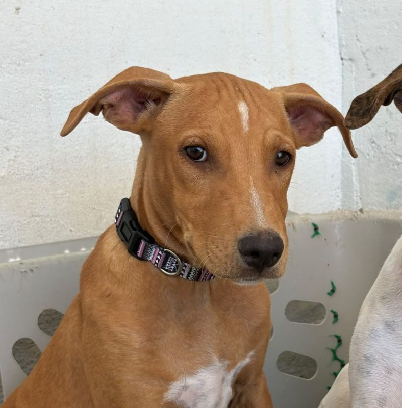 Amelia - Chien à adopter