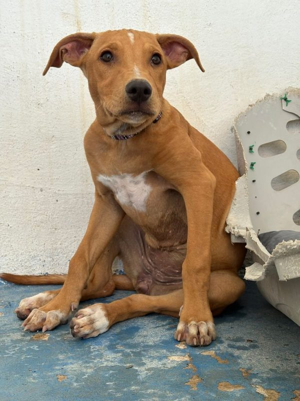 Amelia - Chien à adopter - photo 5