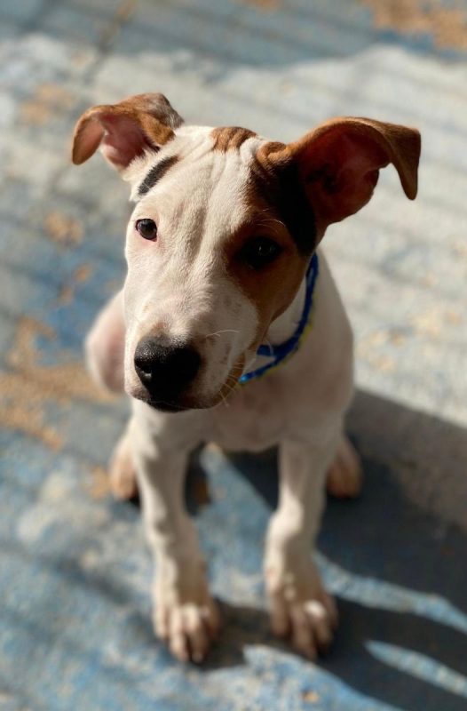 Benjamin - Chien à adopter - photo 6