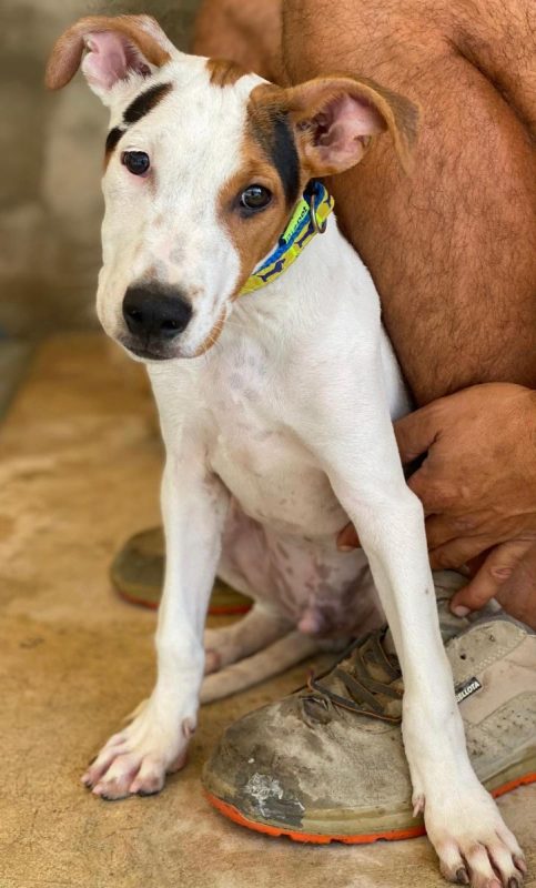 Benjamin - Chien à adopter - photo 4