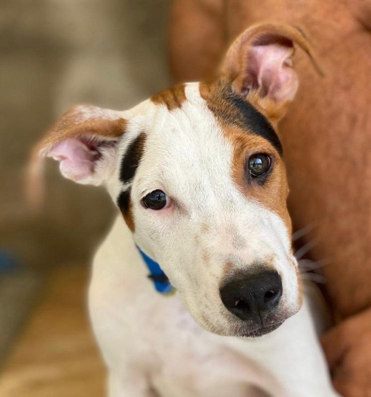 Benjamin - Chien à adopter