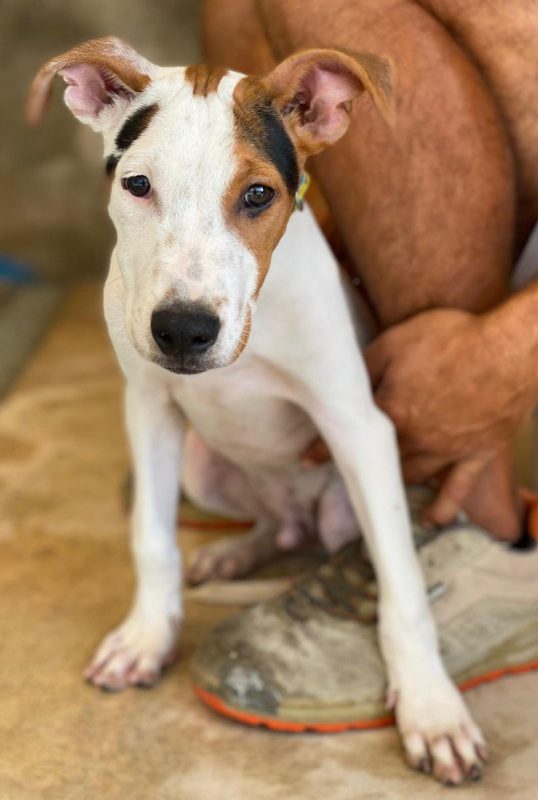 Benjamin - Chien à adopter - photo 5