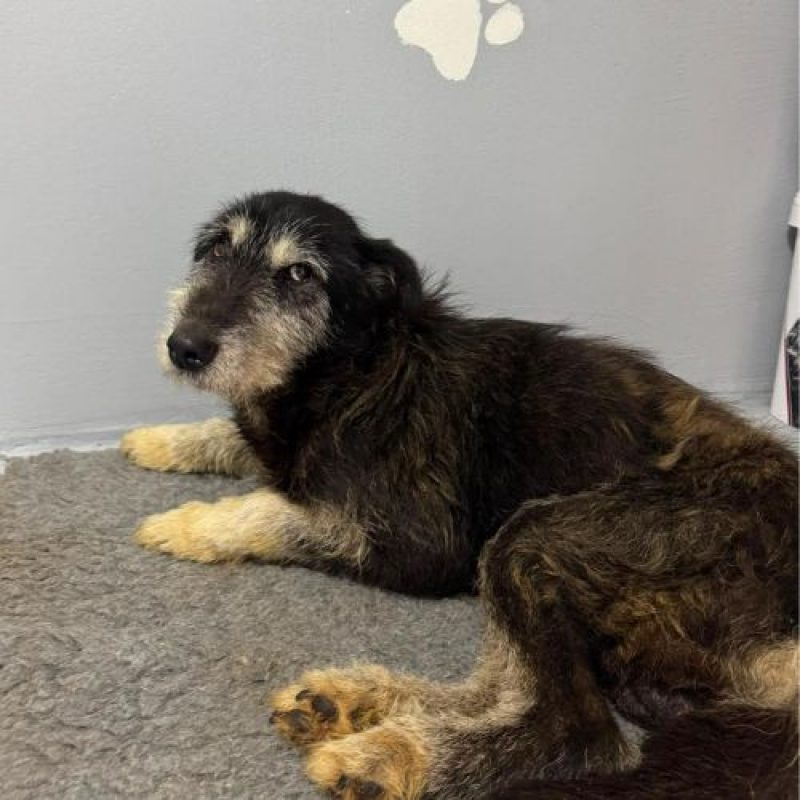DINO - Chien à adopter